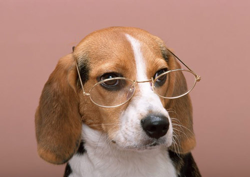 巴吉度狗圖片   優秀的痕跡追蹤犬