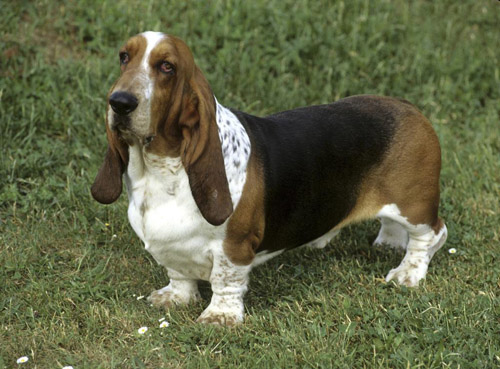 巴吉度獵犬圖片    嗅覺敏銳的獵犬