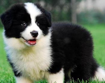 邊境牧羊犬咳嗽 如何治療才最有效