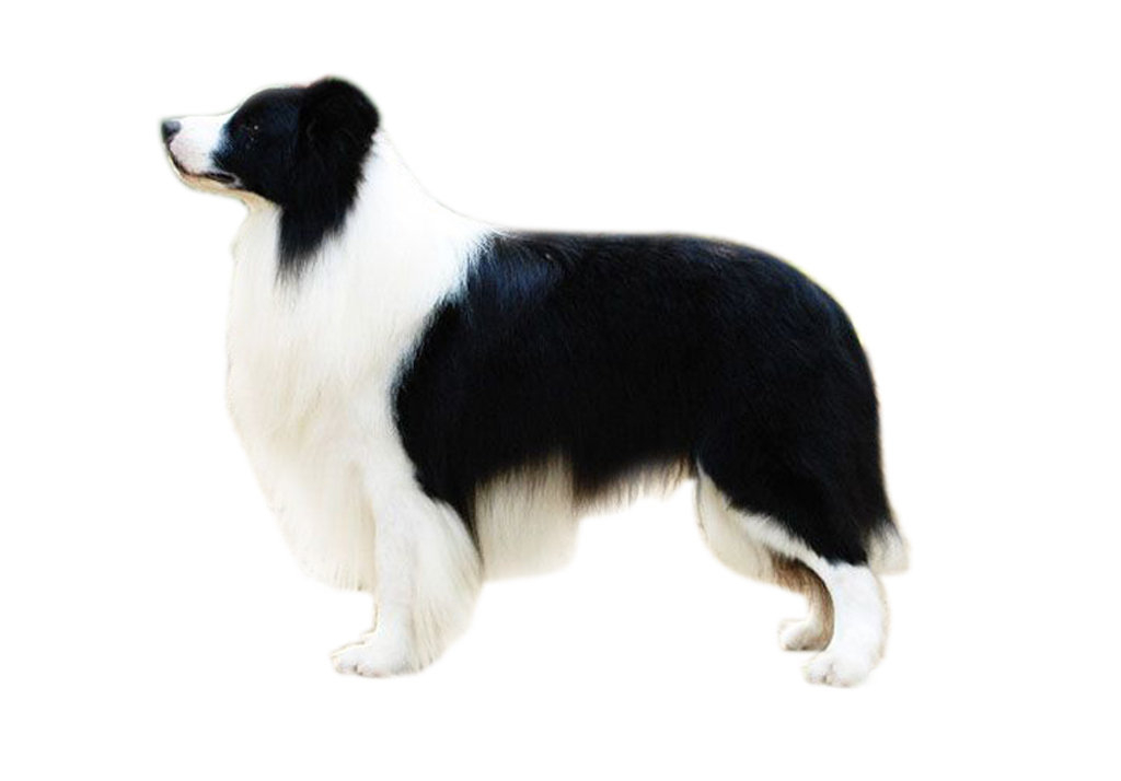 邊境牧羊犬吃什麼 選擇狗糧省心省力