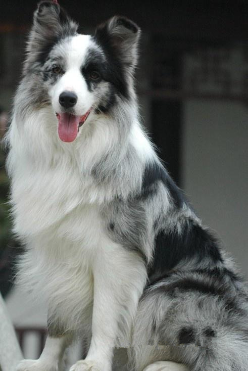 邊境牧羊犬適合家養嗎？ 智商高又溫順的好狗