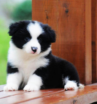 邊境牧羊犬防疫  如何正確的做防疫？