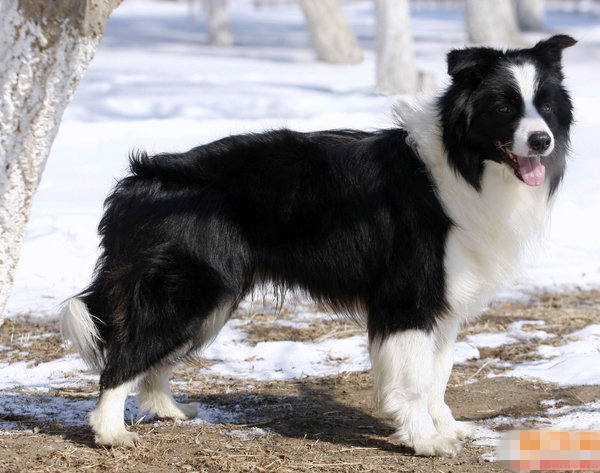 邊境牧羊犬吃什麼狗糧好？ 搭配好營養又健康