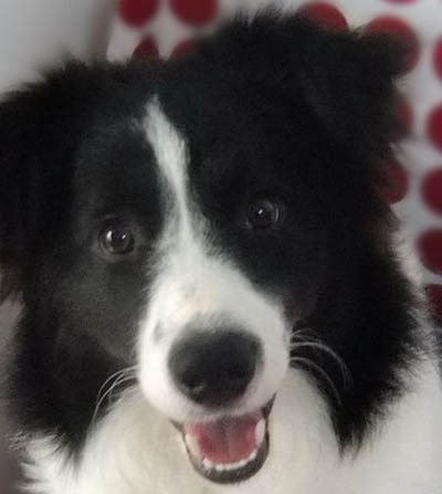 邊境牧羊犬拉肚子 你都了解了哪些治療方法