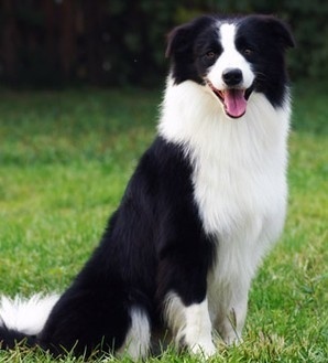 邊境牧羊犬掉毛嗎  你是否注意到了