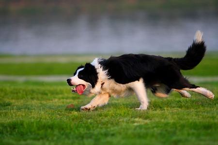 邊境牧羊犬注意事項  給狗狗充足的空間和時間