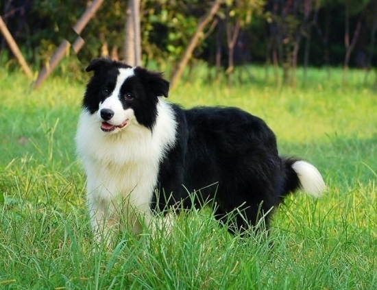 如何辨別邊境牧羊犬  主要從外形上判斷