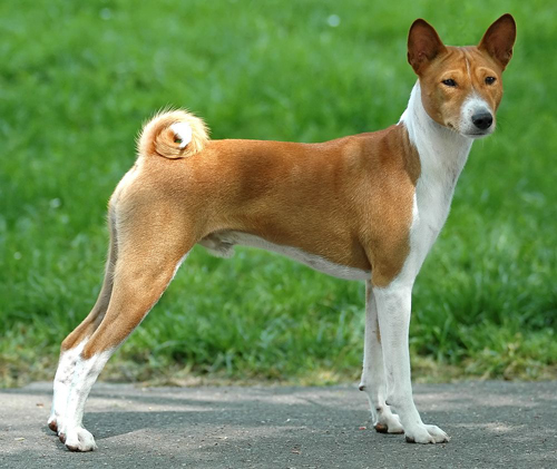 巴仙吉犬吃什麼狗糧好   狗糧需營養均衡