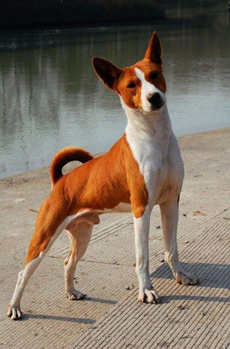 巴仙吉犬怎麼選   五個步驟幫你選巴仙吉犬