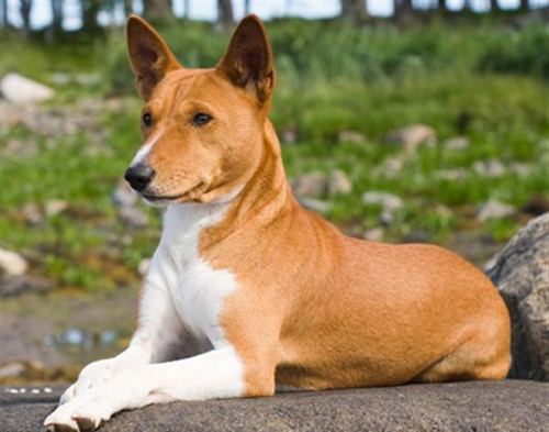 巴仙吉犬哪裡賣   寵物市場或寵物店