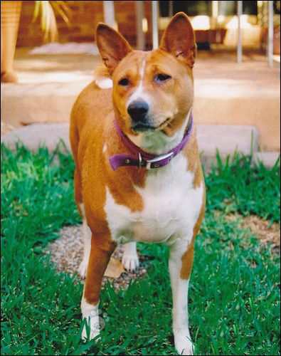 巴仙吉犬的特點   體型嬌小受歡迎
