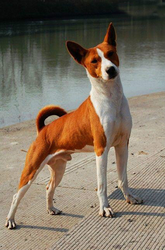 巴仙吉犬多少錢    整體價格波動不是太大