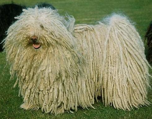 波利犬吃什麼狗糧好   健康飼養寵物很重要