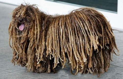 波利犬多少錢   價格波動幅度非常大