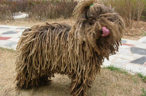 波利犬有什麼缺點   運動量大體味較重