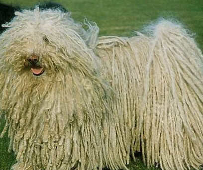 波利犬的日常護理 毛發經常系統的刷理