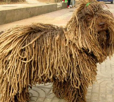  波利犬掉毛程度 經常給它梳理毛發
