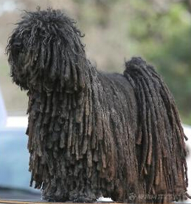    波利犬的養護常識  妊娠初期需要特別照顧