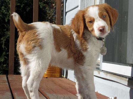 不列塔尼獵犬掉毛嗎 最愛掉毛的犬種排名靠前