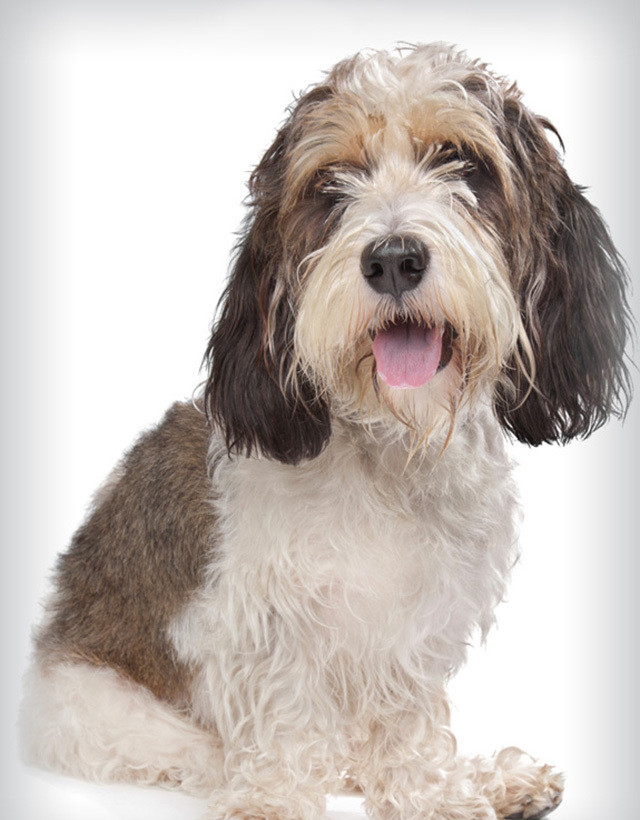 迷你貝吉格芬凡丁犬智商   智商排名62