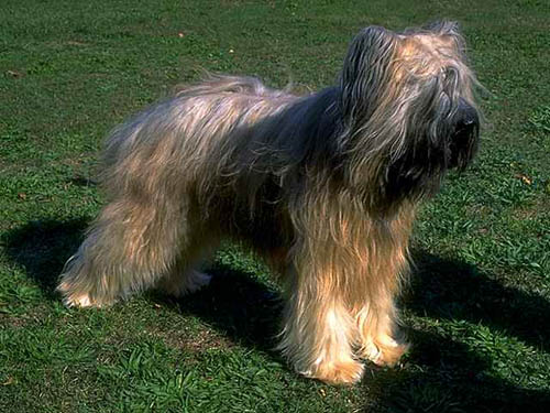 伯瑞犬的形態特征   毛發自然下垂呈波浪狀