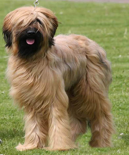 伯瑞犬的特點    待人溫和有“潔癖”