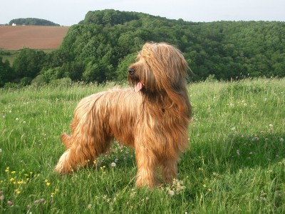 伯瑞犬哪裡賣     最好去貓狗交易市場