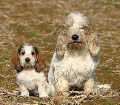 貝吉格裡芬凡丁犬的養護常識   幼犬養護尤其重要