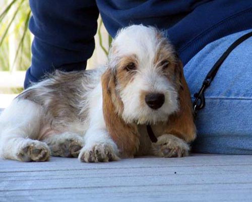 貝吉格裡芬凡丁犬好養嗎   狗糧要精挑細選