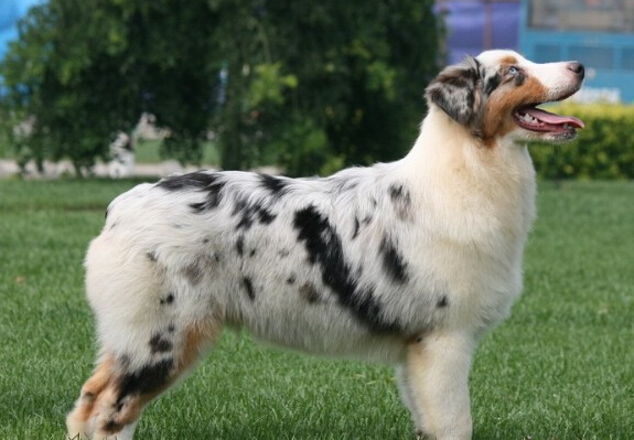 澳洲牧羊犬的性格 警惕但能保持平靜