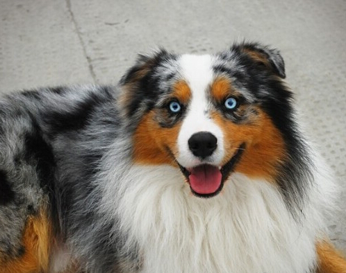 澳洲牧羊犬的喂食要點 犬不要喂得太飽