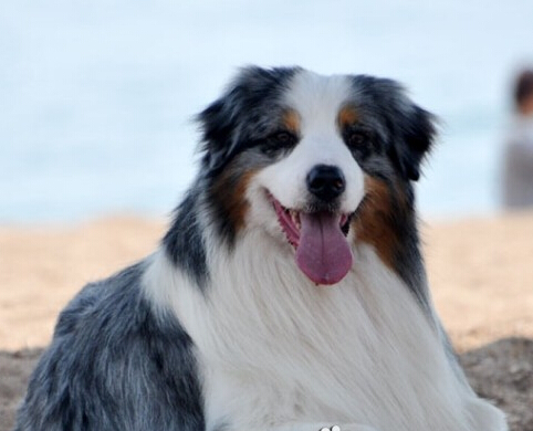 澳洲牧羊犬怎麼選 測驗的反應來判定優劣