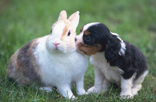 適合家養的犬   可愛溫和適合家養的狗狗