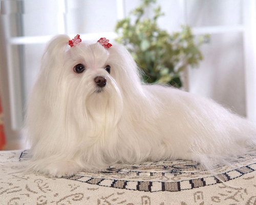 狗每天要睡多久    幼犬22小時成年後15小時