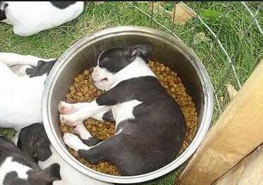 狗狗身上有腥味 防止狗狗接觸異味