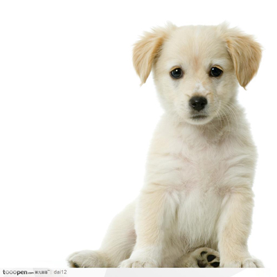 狗狗發情期多長時間 母犬比較特殊