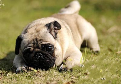 巴哥犬能看家嗎 一只優秀的看門狗