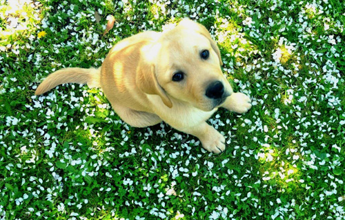 狗一天拉幾次 幼犬成年犬不一樣