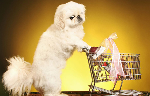 狗能吃生姜嗎 哪些調味品不能吃