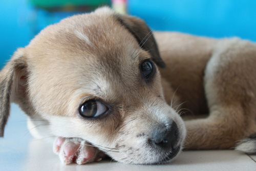 狗狗避孕藥 吃避孕藥有沒有傷害