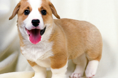 怎麼給狗避孕 公狗與母狗的避孕措施