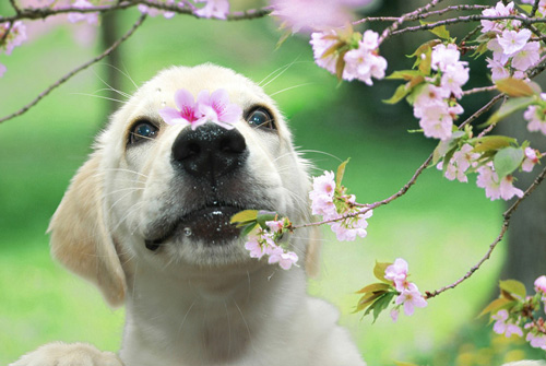 有沒有狗狗避孕藥 避孕的處理方法