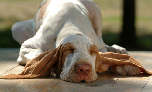 怎樣給狗狗避孕 獸醫推薦的避孕方法