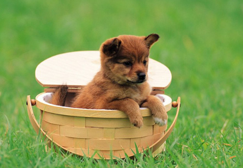 母狗避孕藥 科學的避孕方法