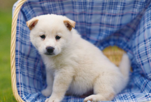 狗能看到幾個顏色 人犬視覺的相異處