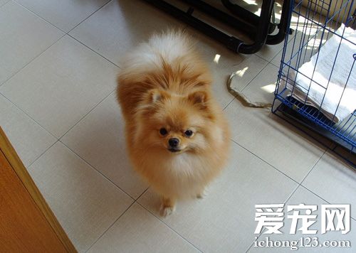 博美犬喜歡吃什麼 狗狗也需要營養搭配