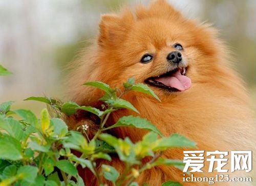 博美犬一天吃幾頓 不同階段不同喂養