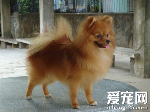 博美犬吃什麼牌子的狗糧好 不要喂太多肉