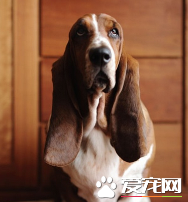 如何挑選巴吉度獵犬 背部呈水平無凹凸不平的地方