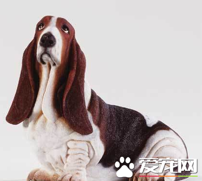 如何挑選巴吉度獵犬 背部呈水平無凹凸不平的地方